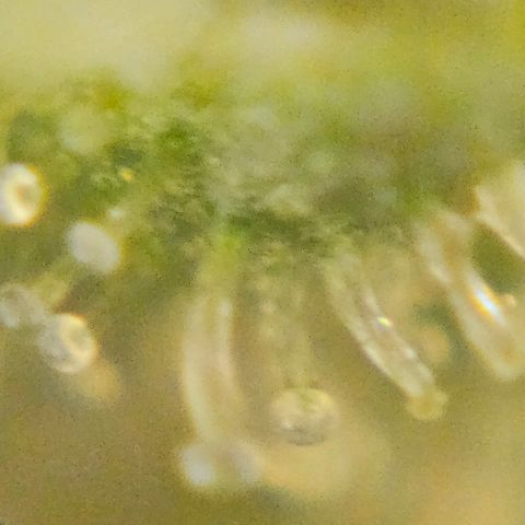 Purple Lemonade Autos growlog timeline photo