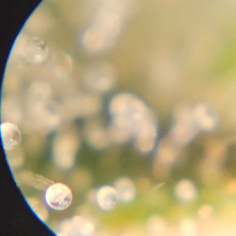 Purple Lemonade Autos growlog timeline photo