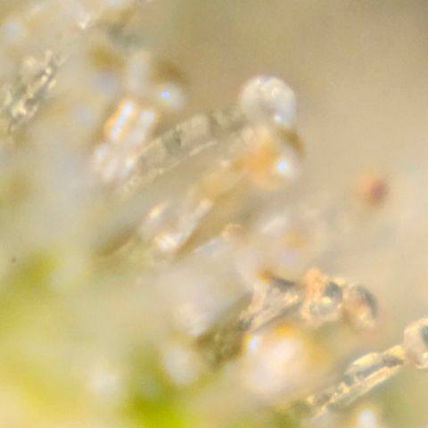 Purple Lemonade Autos growlog timeline photo