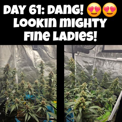 Purple Lemonade Autos growlog timeline photo