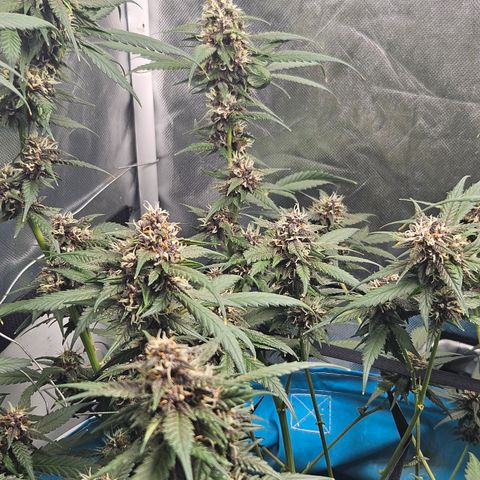 Purple Lemonade Autos growlog timeline photo