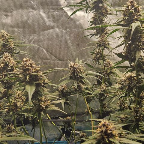 Purple Lemonade Autos growlog timeline photo