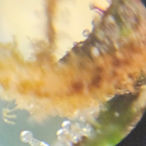 Purple Lemonade Autos growlog timeline photo
