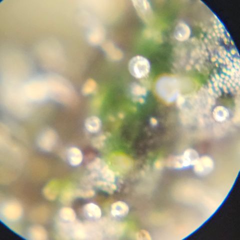 Purple Lemonade Autos growlog timeline photo