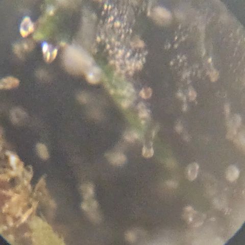 Purple Lemonade Autos growlog timeline photo