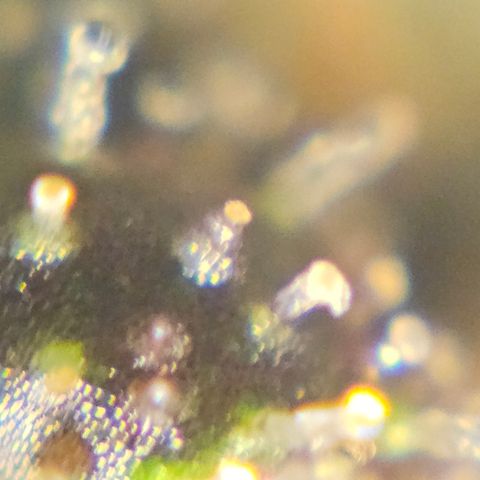 Purple Lemonade Autos growlog timeline photo