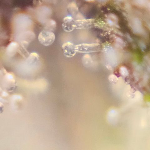 Purple Lemonade Autos growlog timeline photo