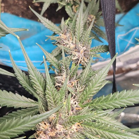Purple Lemonade Autos growlog timeline photo