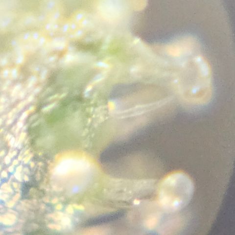 Purple Lemonade Autos growlog timeline photo