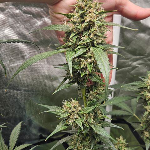 Purple Lemonade Autos growlog timeline photo