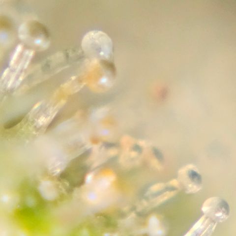Purple Lemonade Autos growlog timeline photo