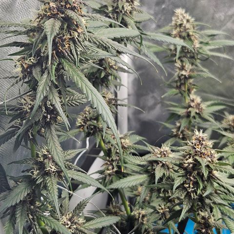 Purple Lemonade Autos growlog timeline photo