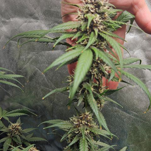 Purple Lemonade Autos growlog timeline photo