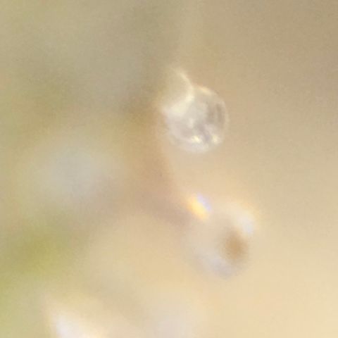 Purple Lemonade Autos growlog timeline photo