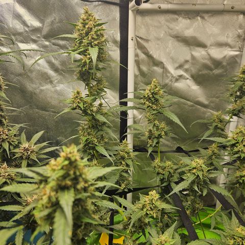 Purple Lemonade Autos growlog timeline photo