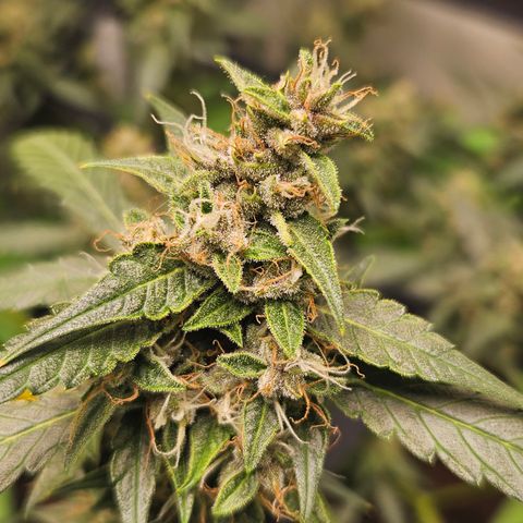 Purple Lemonade Autos growlog timeline photo
