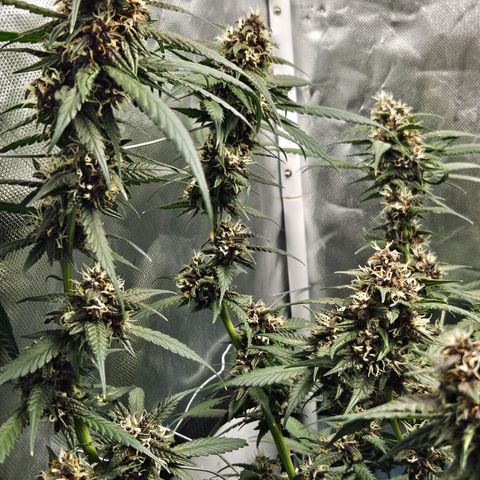 Purple Lemonade Autos growlog timeline photo