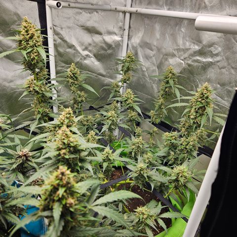 Purple Lemonade Autos growlog timeline photo