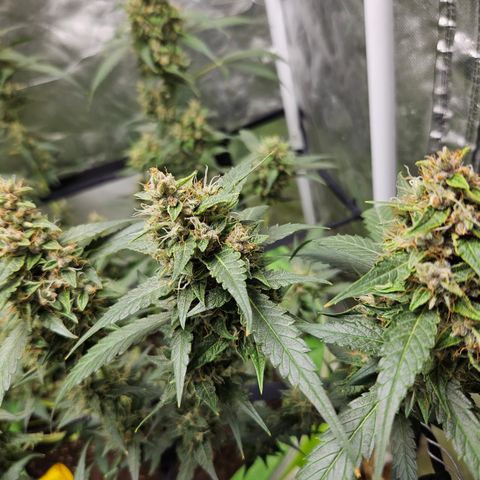 Purple Lemonade Autos growlog timeline photo