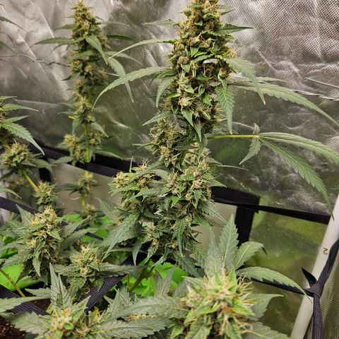 Purple Lemonade Autos growlog timeline photo