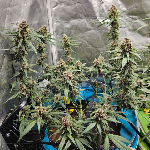 Purple Lemonade Autos growlog timeline photo