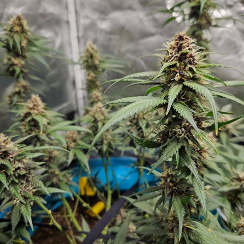Purple Lemonade Autos growlog timeline photo