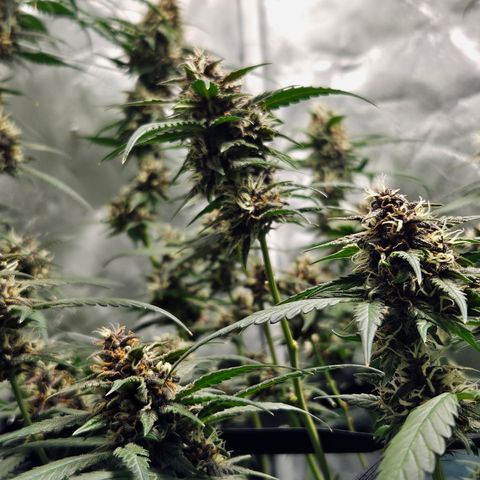 Purple Lemonade Autos growlog timeline photo