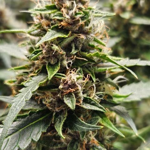 Purple Lemonade Autos growlog timeline photo