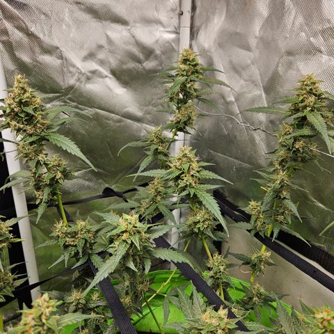 Purple Lemonade Autos growlog timeline photo