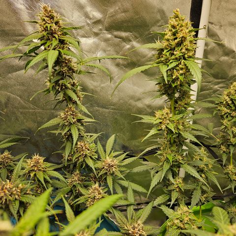Purple Lemonade Autos growlog timeline photo
