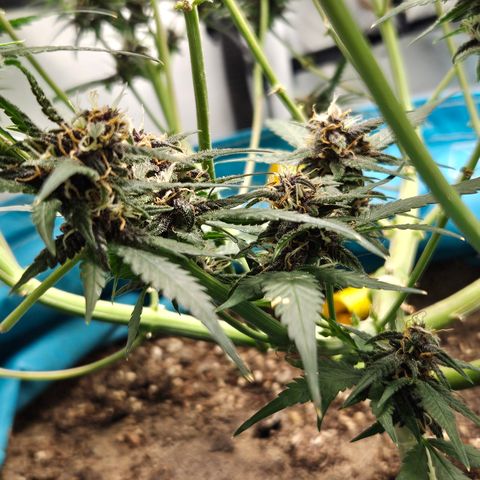 Purple Lemonade Autos growlog photo: Here are some of the smaller sites I should have removed, but they will total a couple joints in the end 🤣