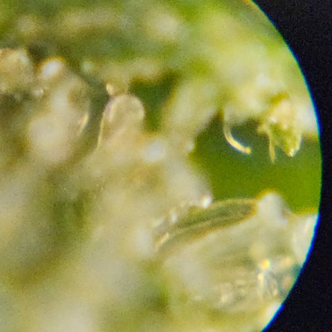 Purple Lemonade Autos growlog timeline photo
