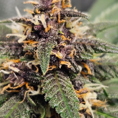 Purple Lemonade Autos growlog timeline photo