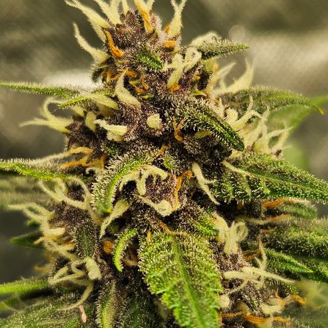 Purple Lemonade Autos growlog timeline photo