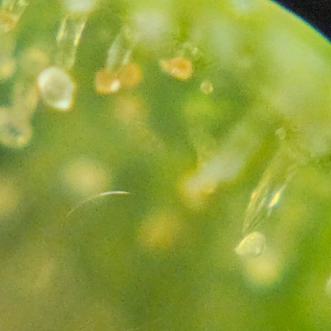 Purple Lemonade Autos growlog timeline photo