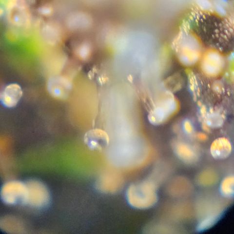 Purple Lemonade Autos growlog timeline photo