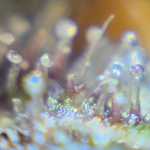 Purple Lemonade Autos growlog timeline photo