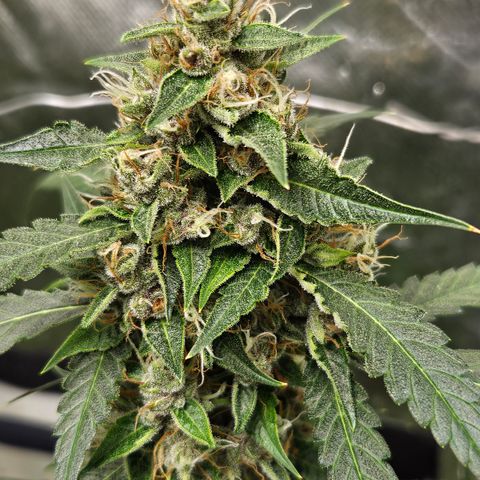 Purple Lemonade Autos growlog timeline photo