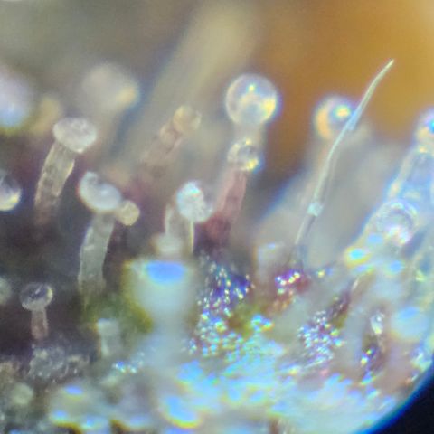Purple Lemonade Autos growlog timeline photo