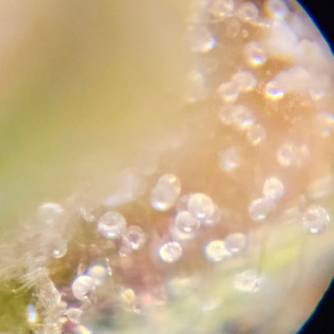 Purple Lemonade Autos growlog timeline photo