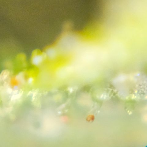 Purple Lemonade Autos growlog timeline photo