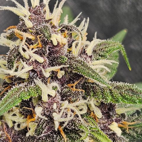 Purple Lemonade Autos growlog timeline photo