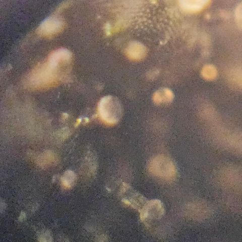 Purple Lemonade Autos growlog timeline photo