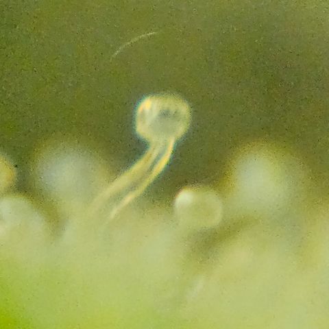 Purple Lemonade Autos growlog timeline photo
