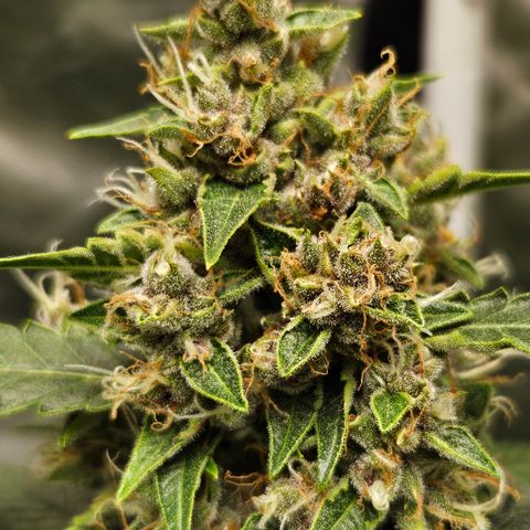 Purple Lemonade Autos growlog timeline photo