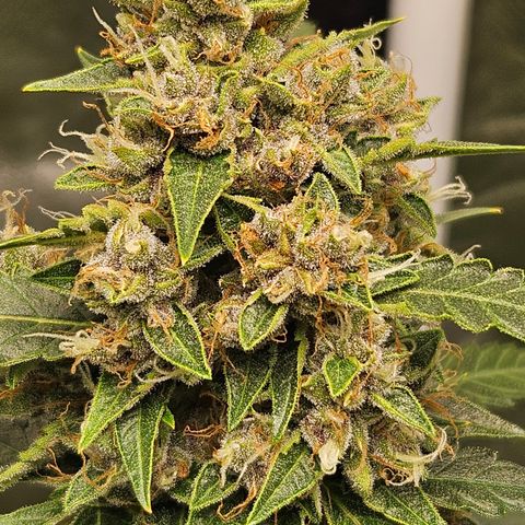 Purple Lemonade Autos growlog timeline photo