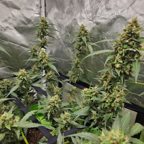 Purple Lemonade Autos growlog timeline photo