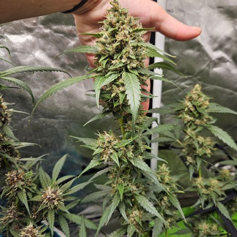 Purple Lemonade Autos growlog timeline photo