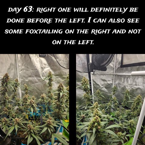 Purple Lemonade Autos growlog timeline photo