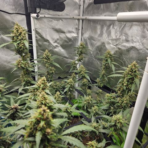 Purple Lemonade Autos growlog timeline photo